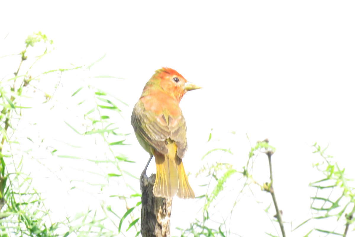 Summer Tanager - ML620514789