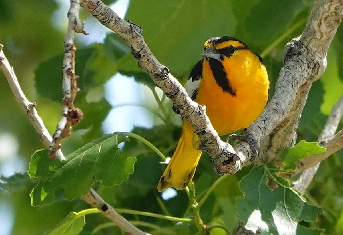 Bullock's Oriole - ML620514790