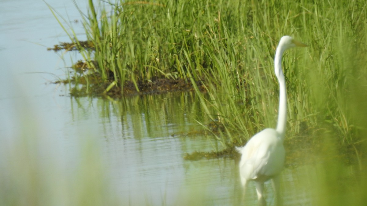 Great Egret - ML620514792