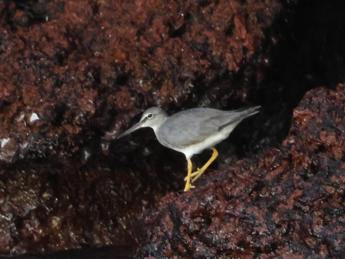 Wandering Tattler - ML620514793