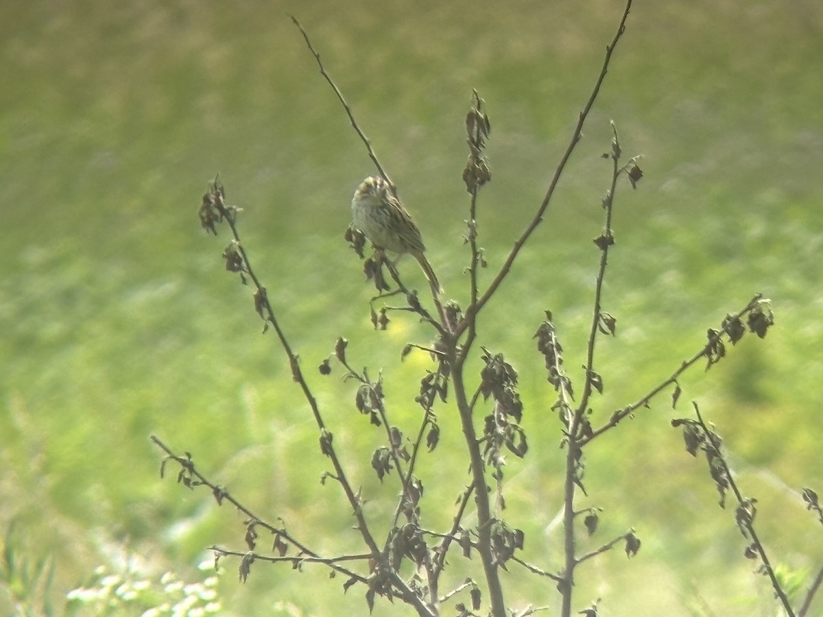 Henslow's Sparrow - ML620514796