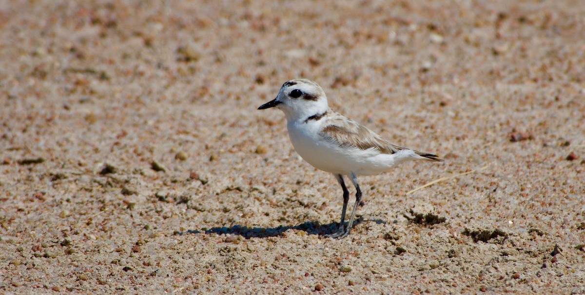 Snowy Plover - ML620514806