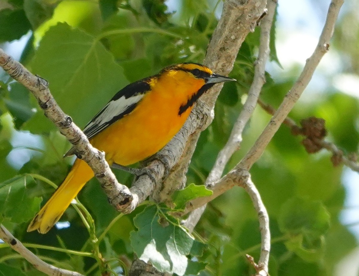 Bullock's Oriole - ML620514807