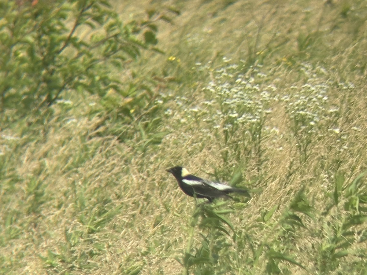 bobolink americký - ML620514809