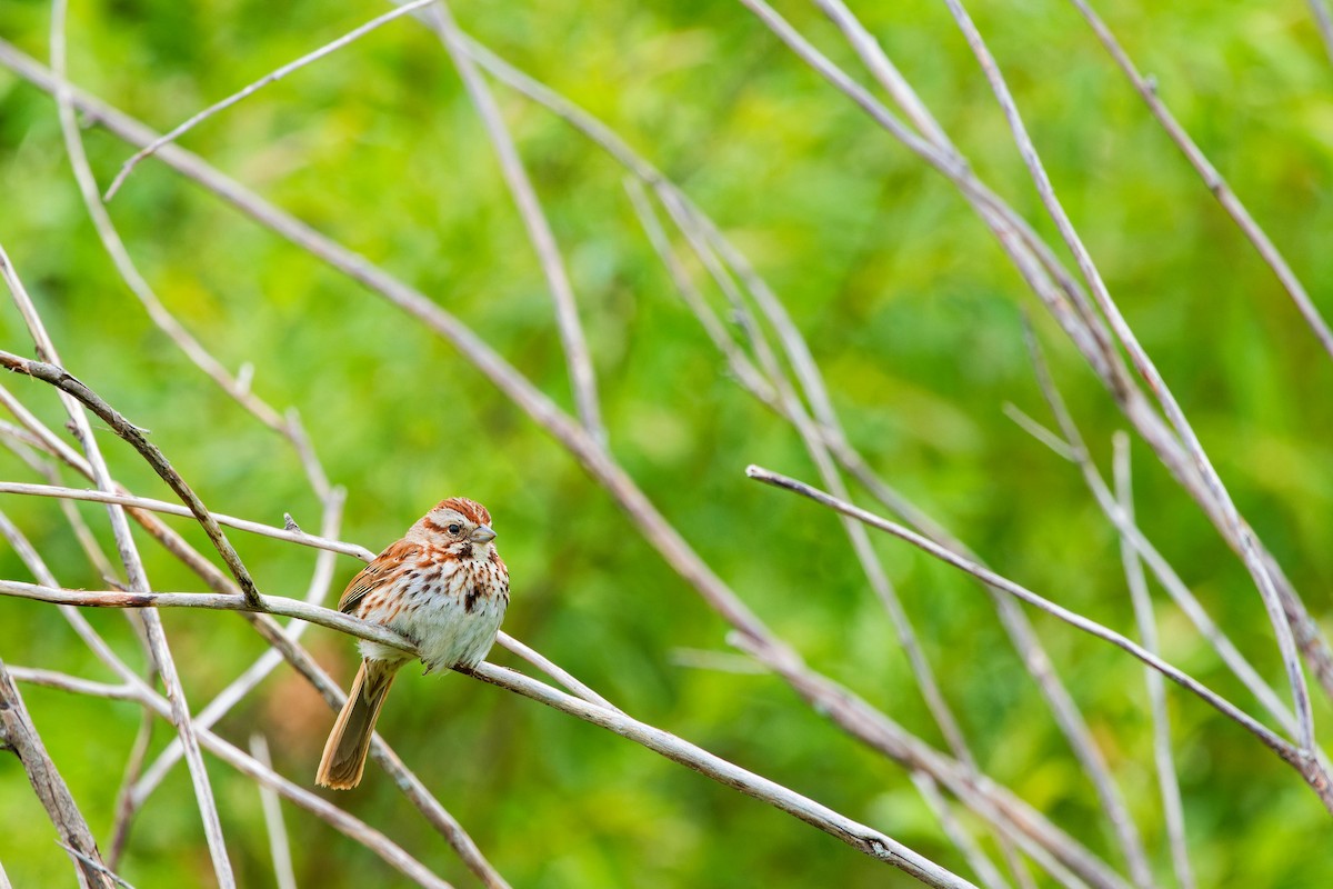 Song Sparrow - ML620514811