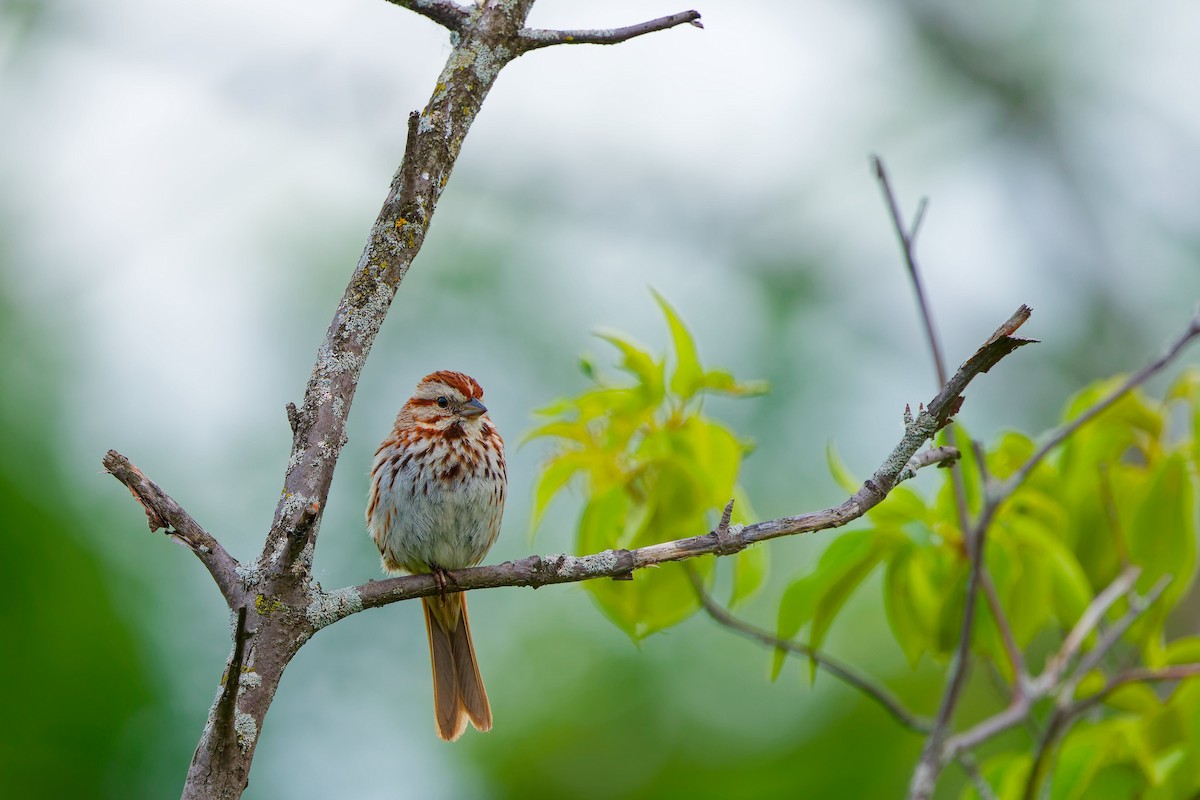 Song Sparrow - ML620514812