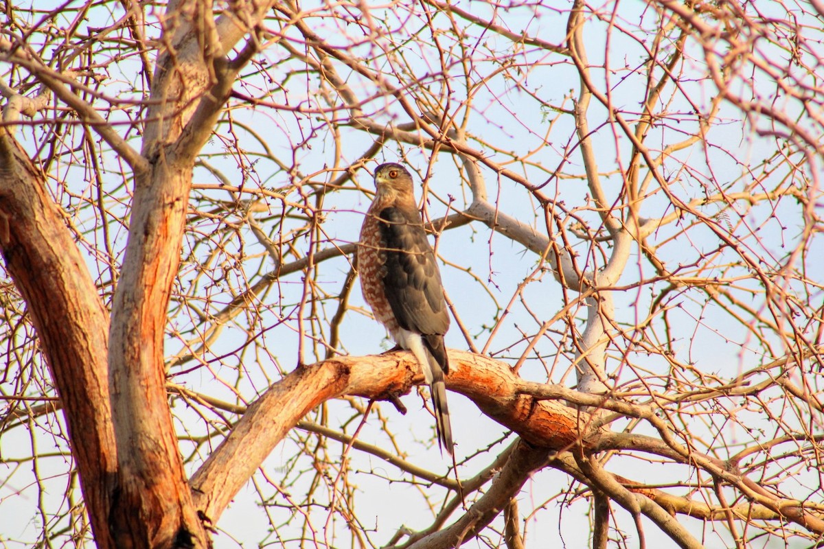 Cooper's Hawk - ML620514816