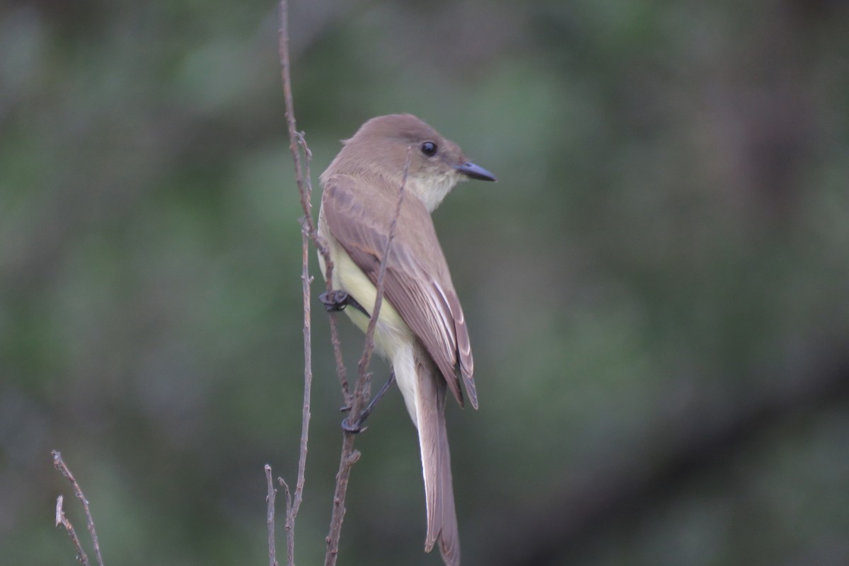 Eastern Phoebe - ML620514821