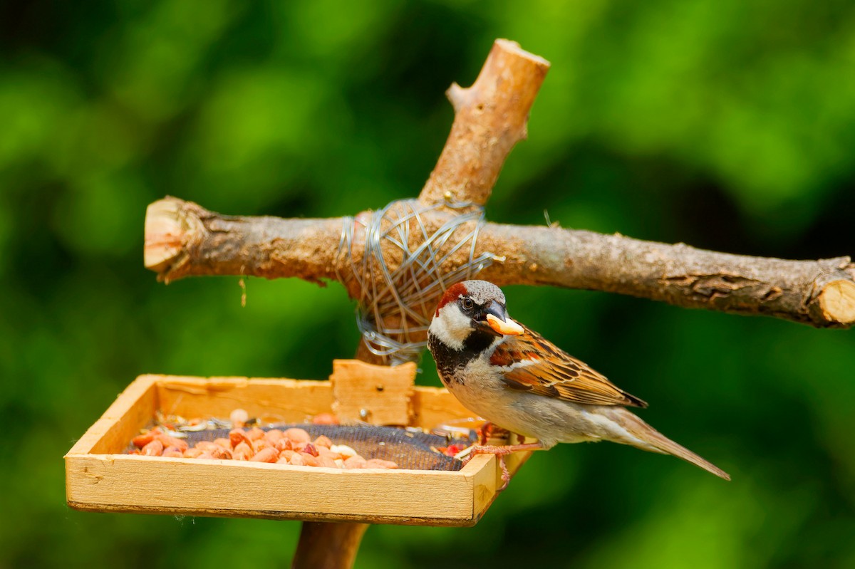 House Sparrow - ML620514827