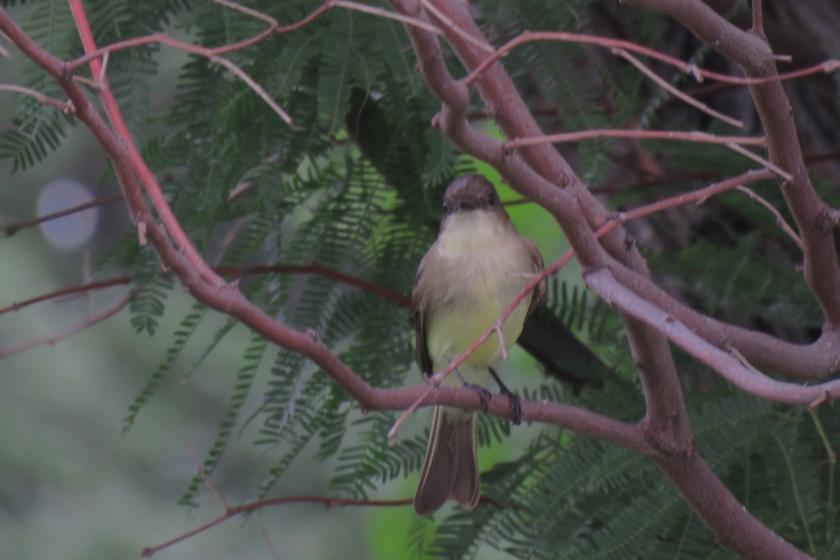 Eastern Phoebe - ML620514834