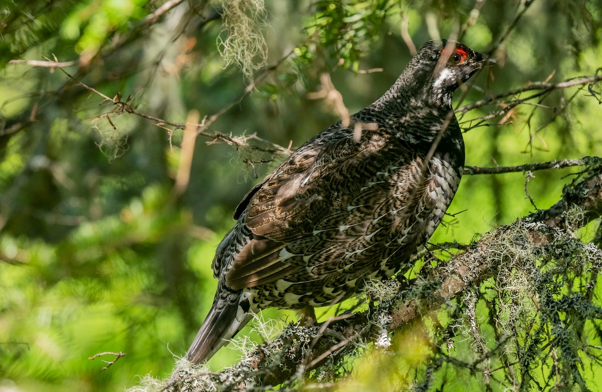 Spruce Grouse - ML620514836