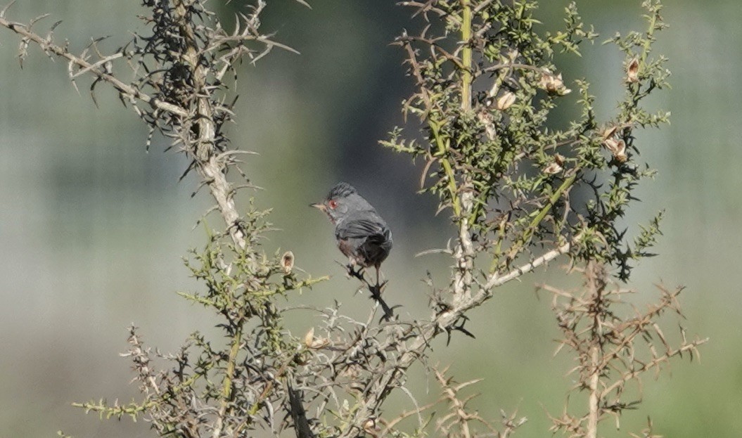 Dartford Warbler - ML620514843