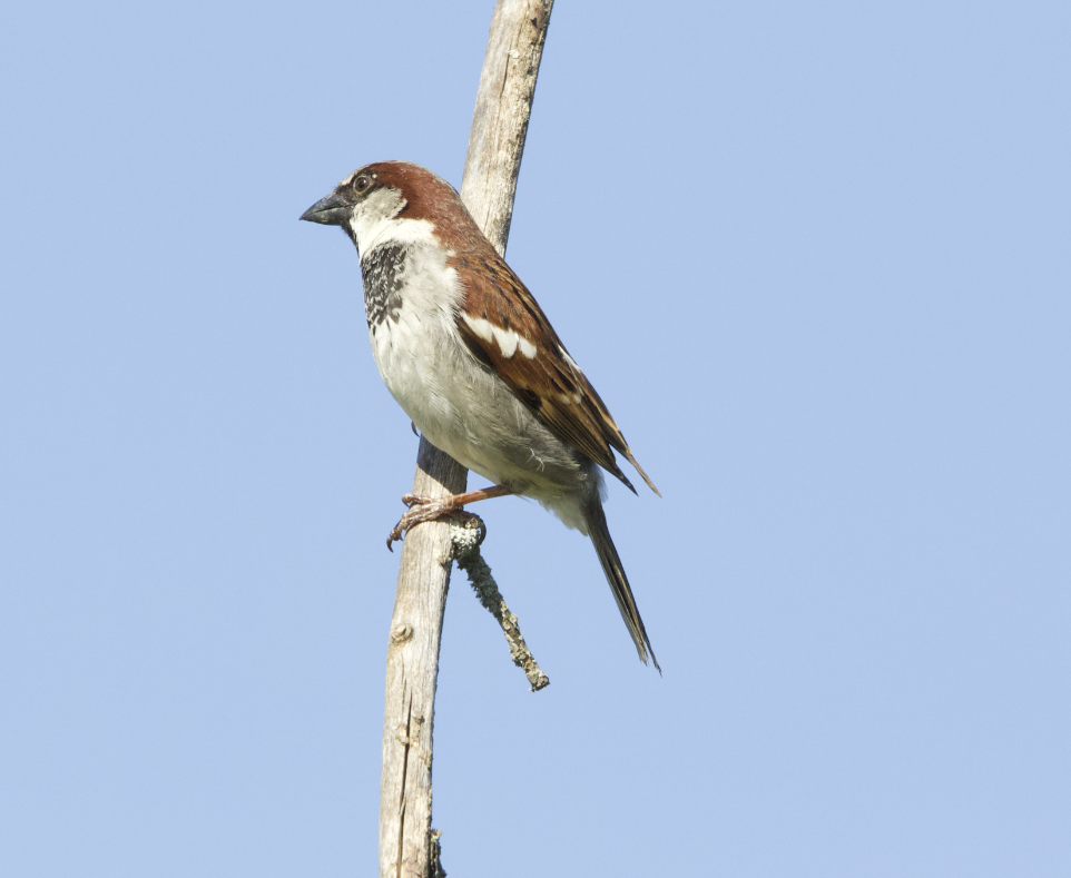 House Sparrow - ML620514847