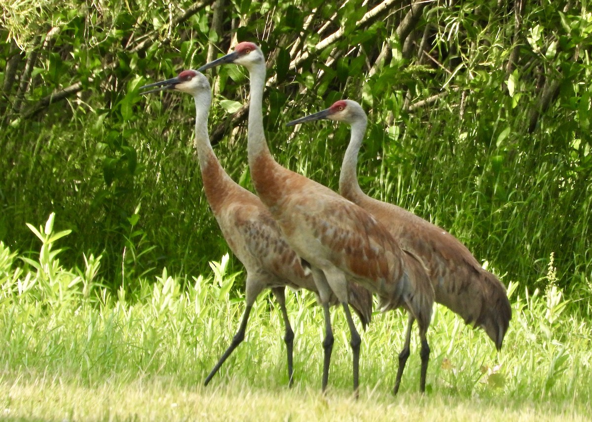 Sandhill Crane - ML620514856