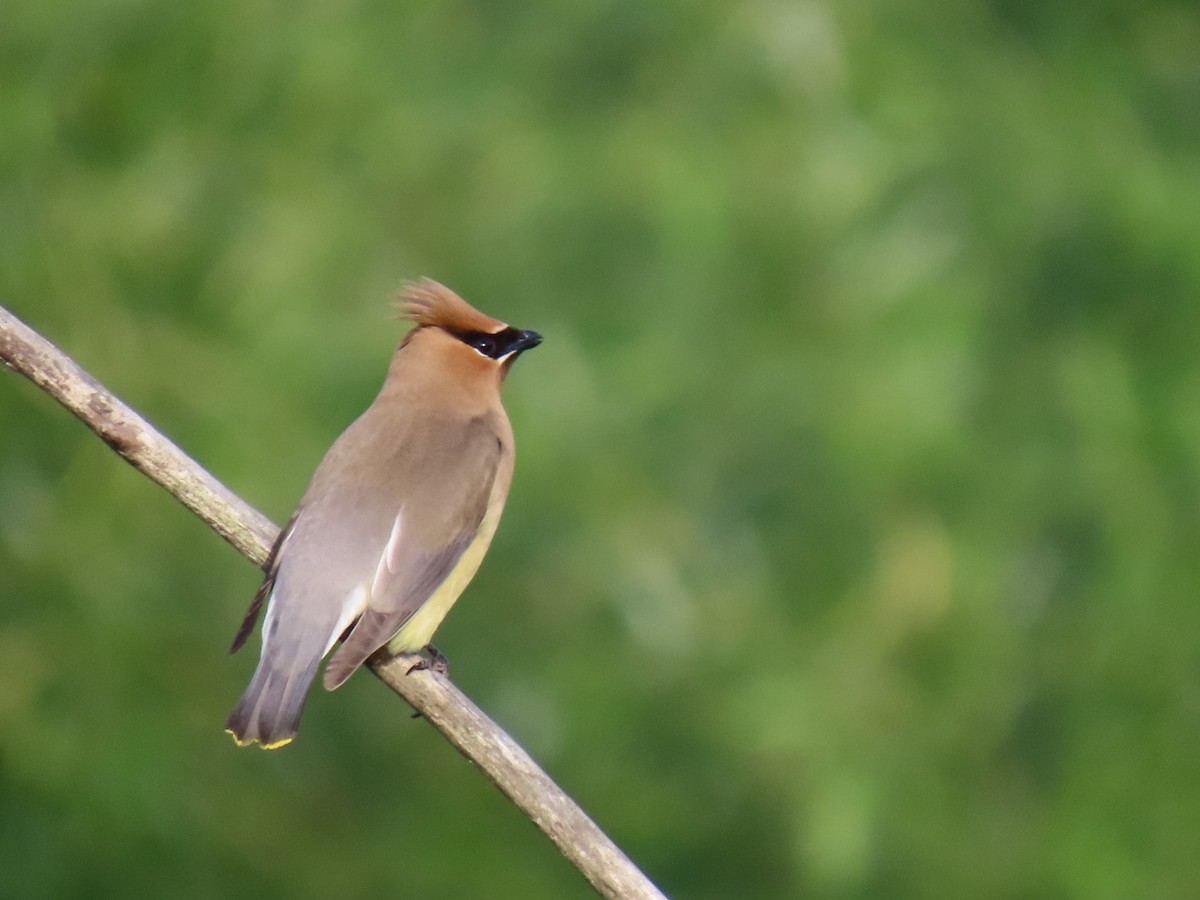 Cedar Waxwing - ML620514859