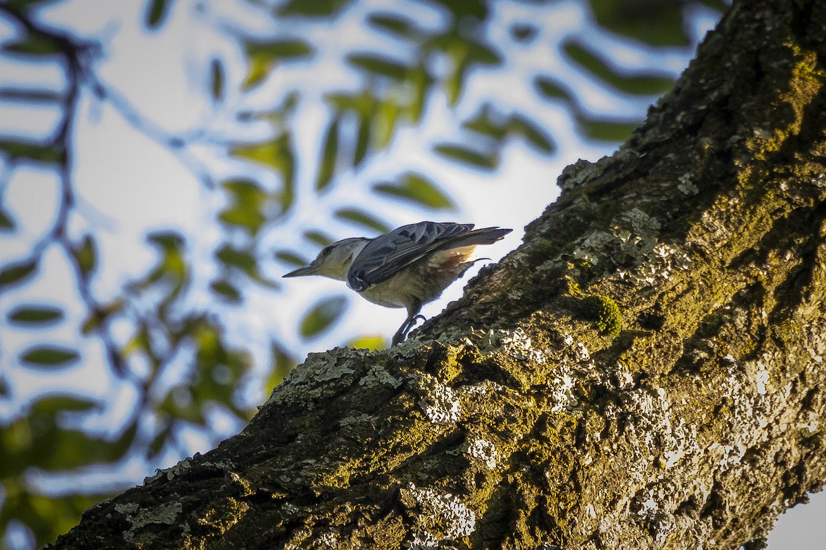 White-breasted Nuthatch - ML620514875