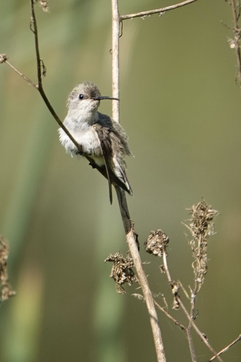 Costa's Hummingbird - ML620514876
