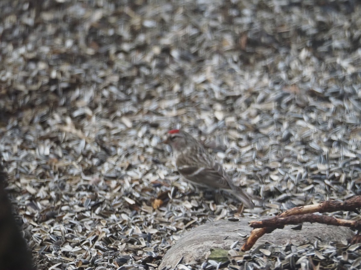 Common Redpoll - ML620514878