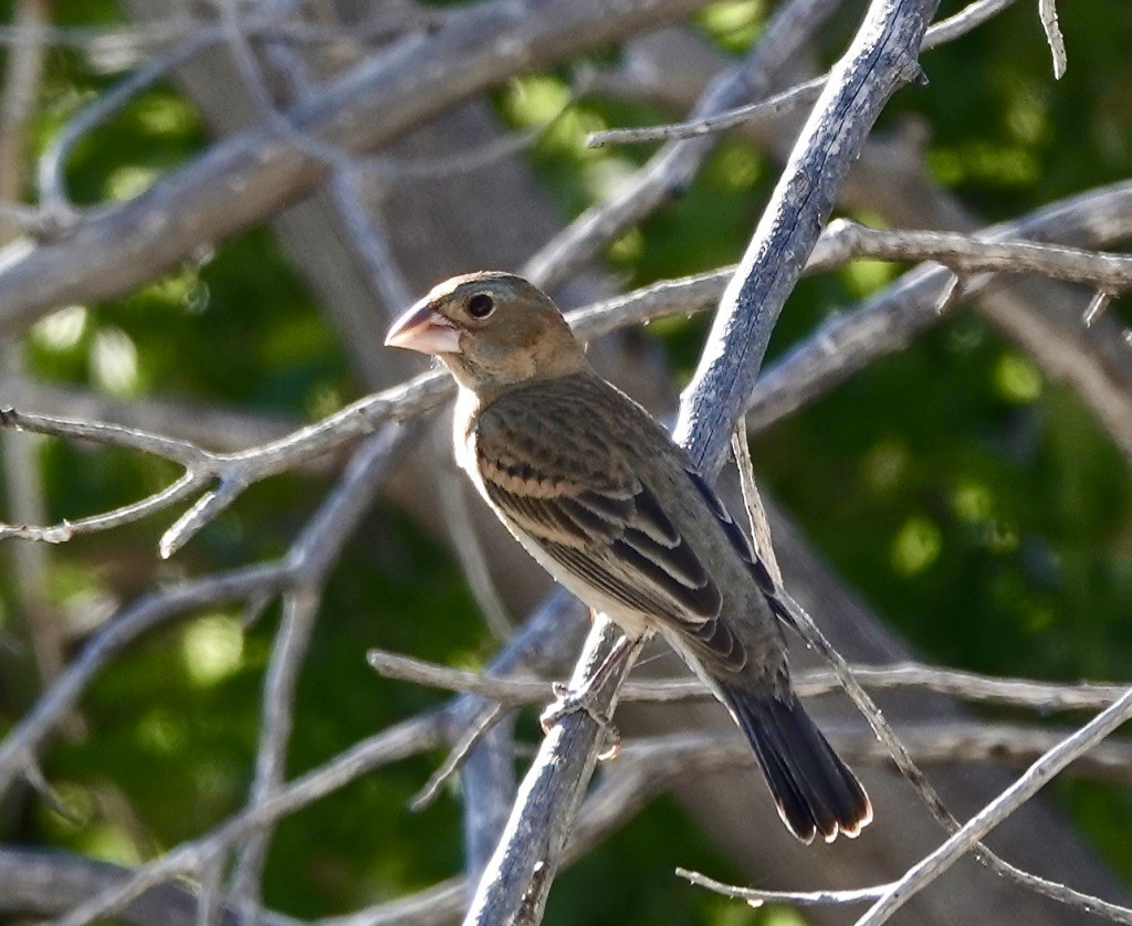 Blue Grosbeak - ML620514881