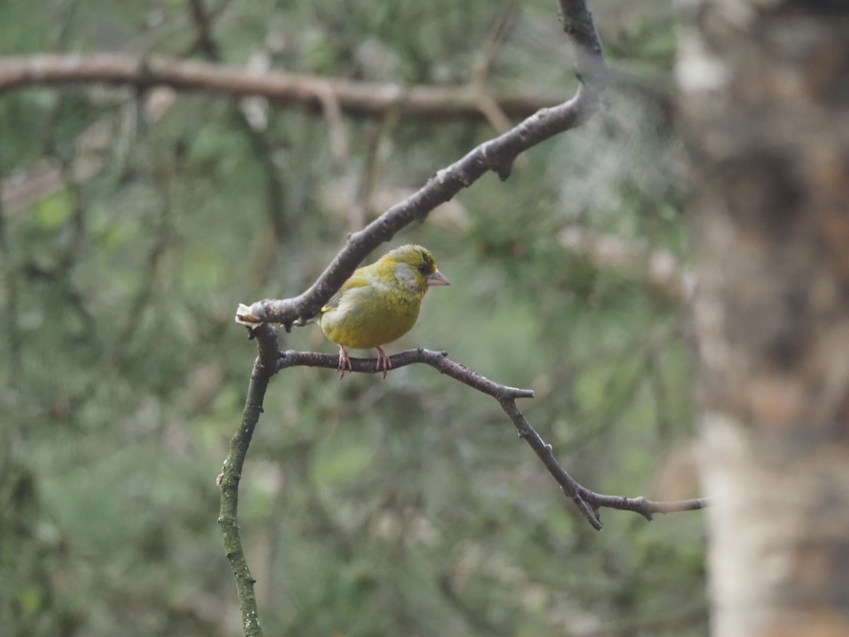 European Greenfinch - ML620514884