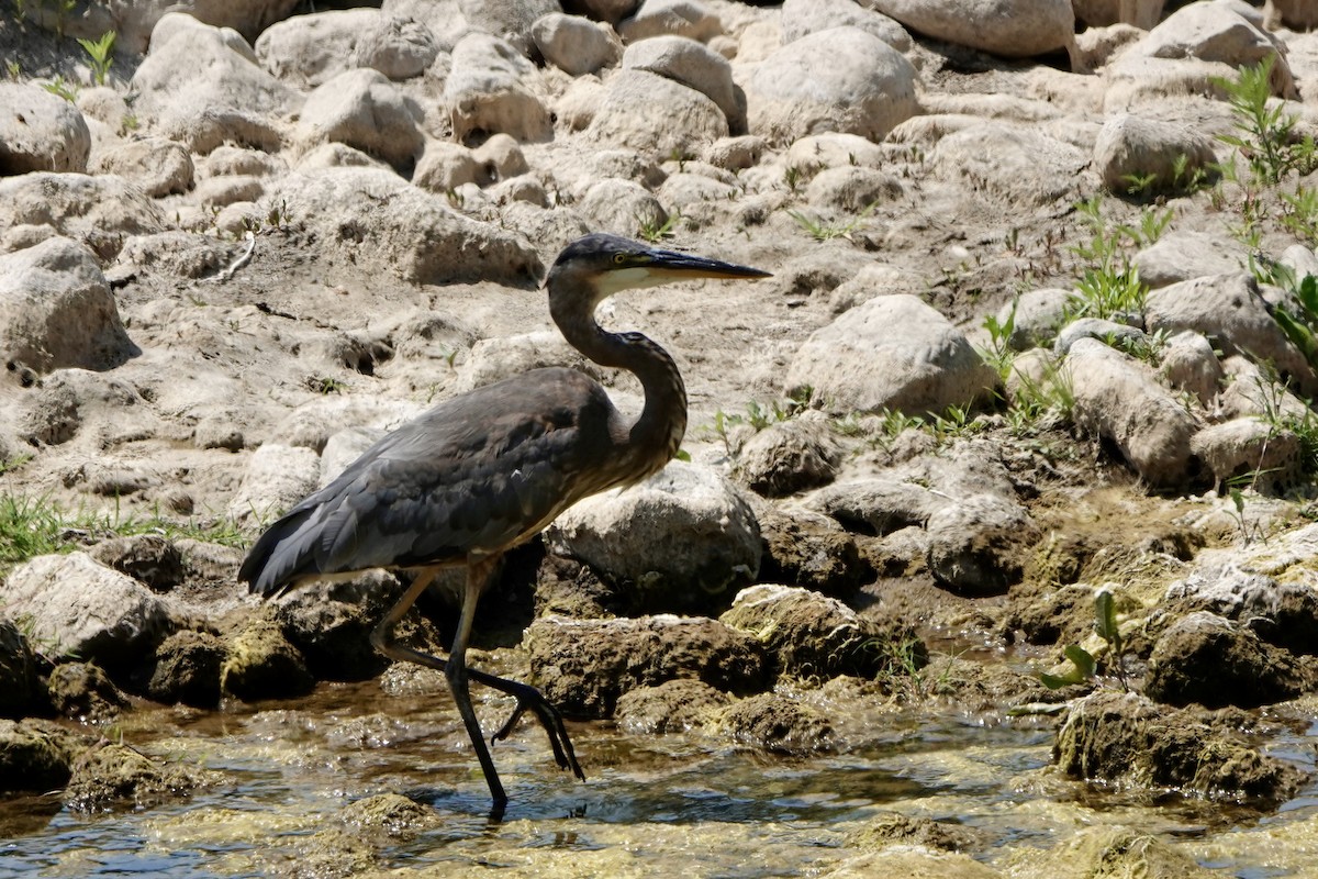 Great Blue Heron - ML620514885