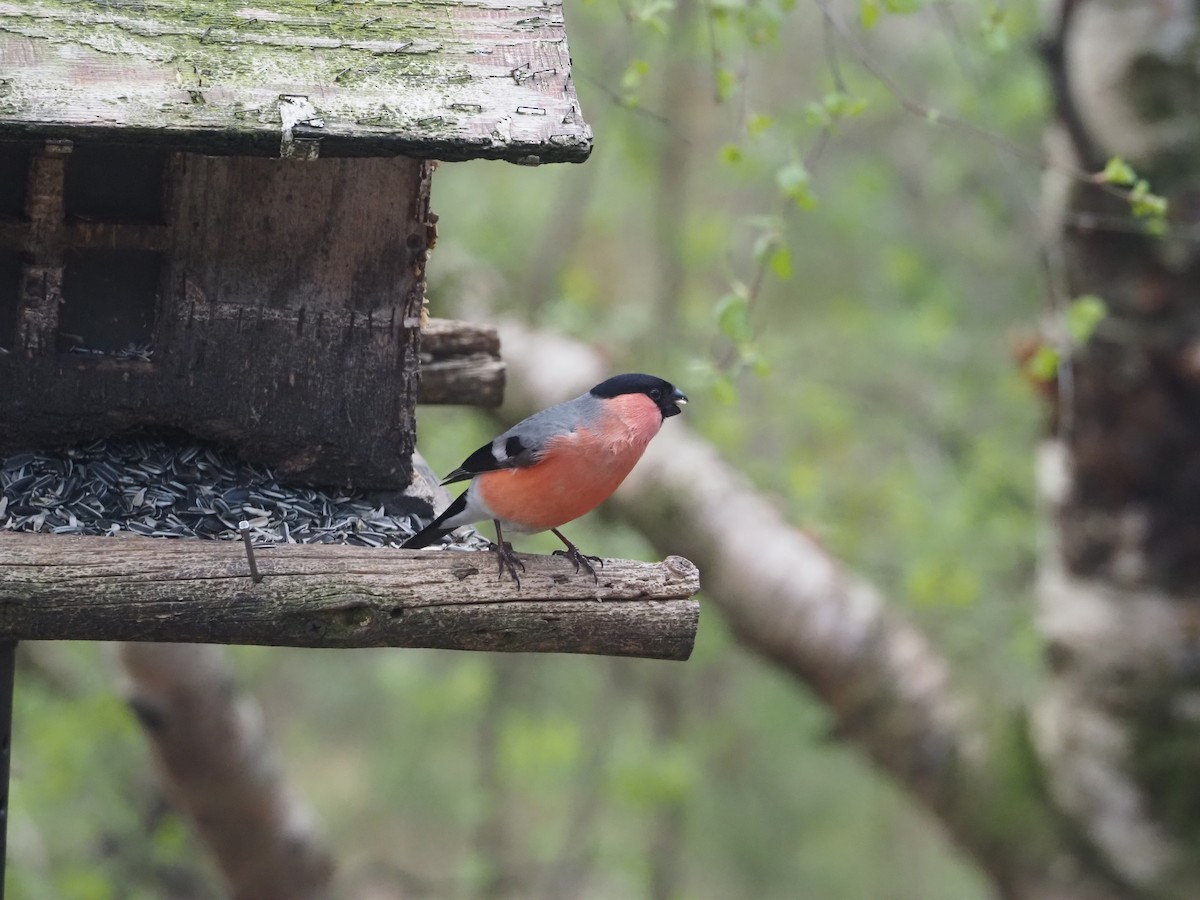 Eurasian Bullfinch - ML620514886