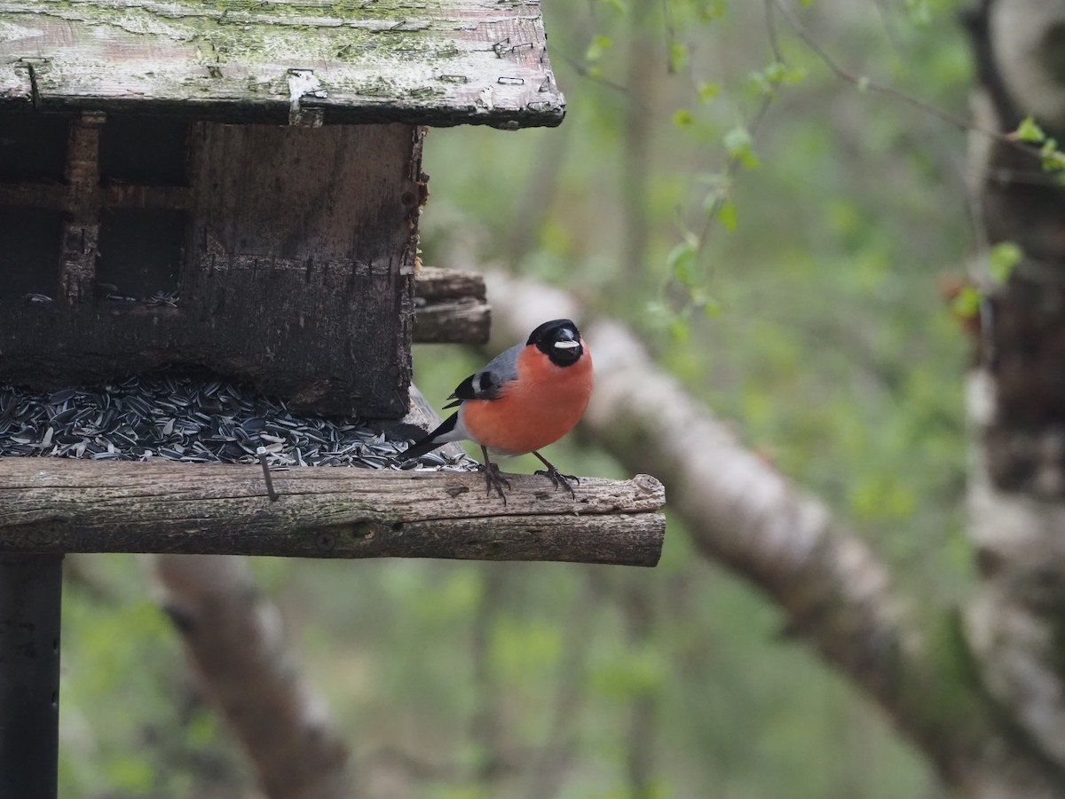 Eurasian Bullfinch - ML620514887