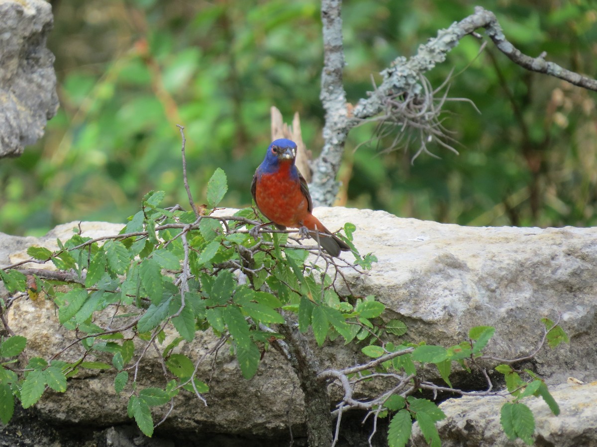 Painted Bunting - ML620514889