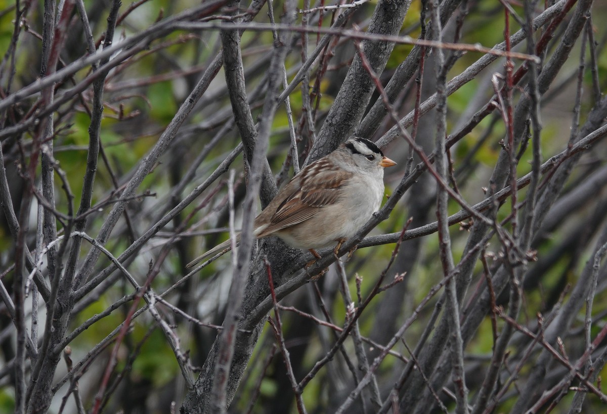 White-crowned Sparrow (Gambel's) - ML620514891