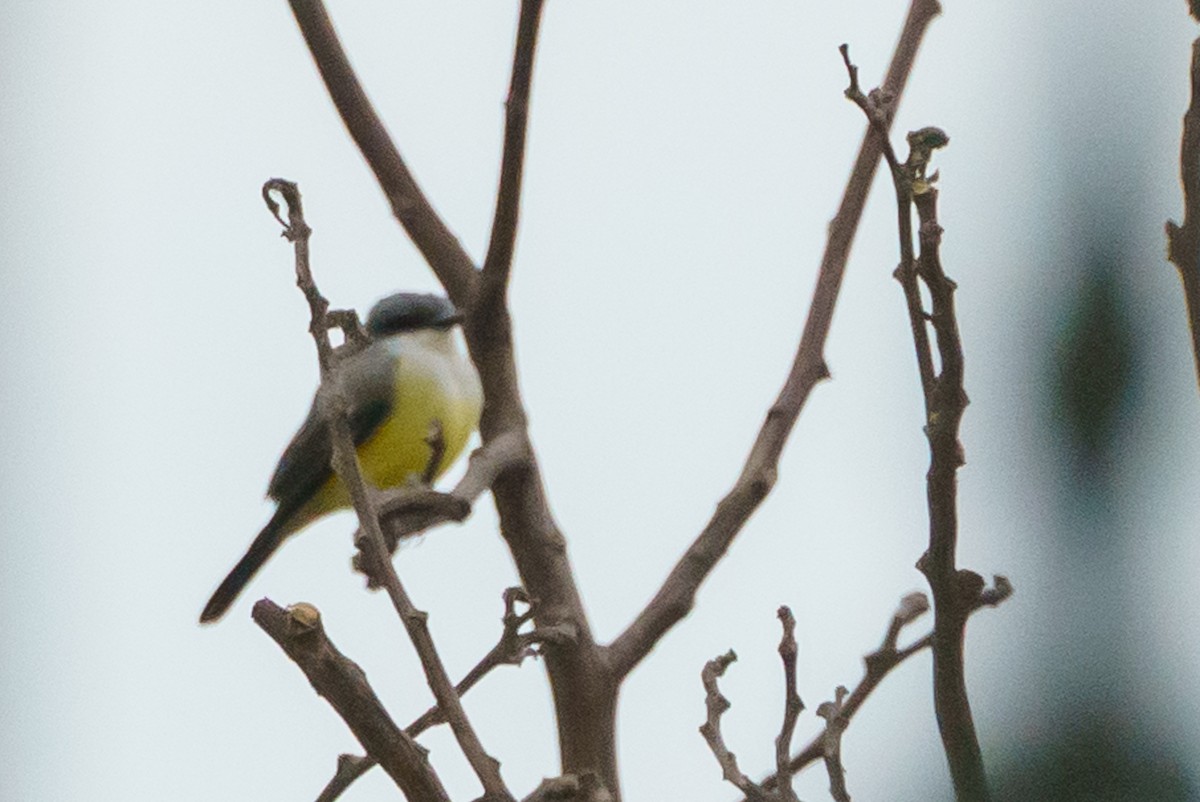 Snowy-throated Kingbird - ML620514896