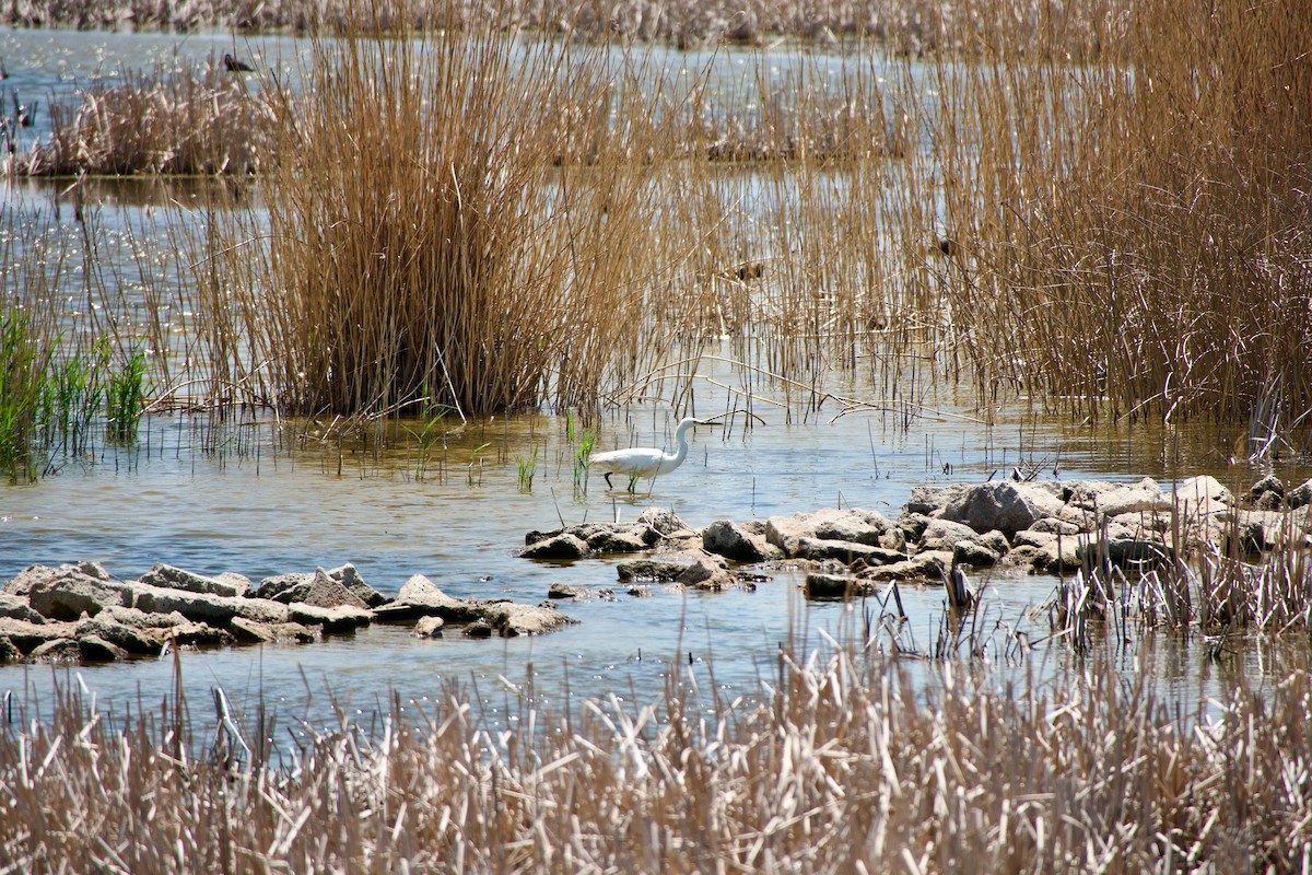 Snowy Egret - ML620514899