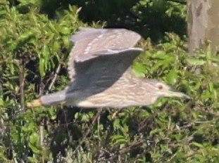 Black-crowned Night Heron - ML620514904