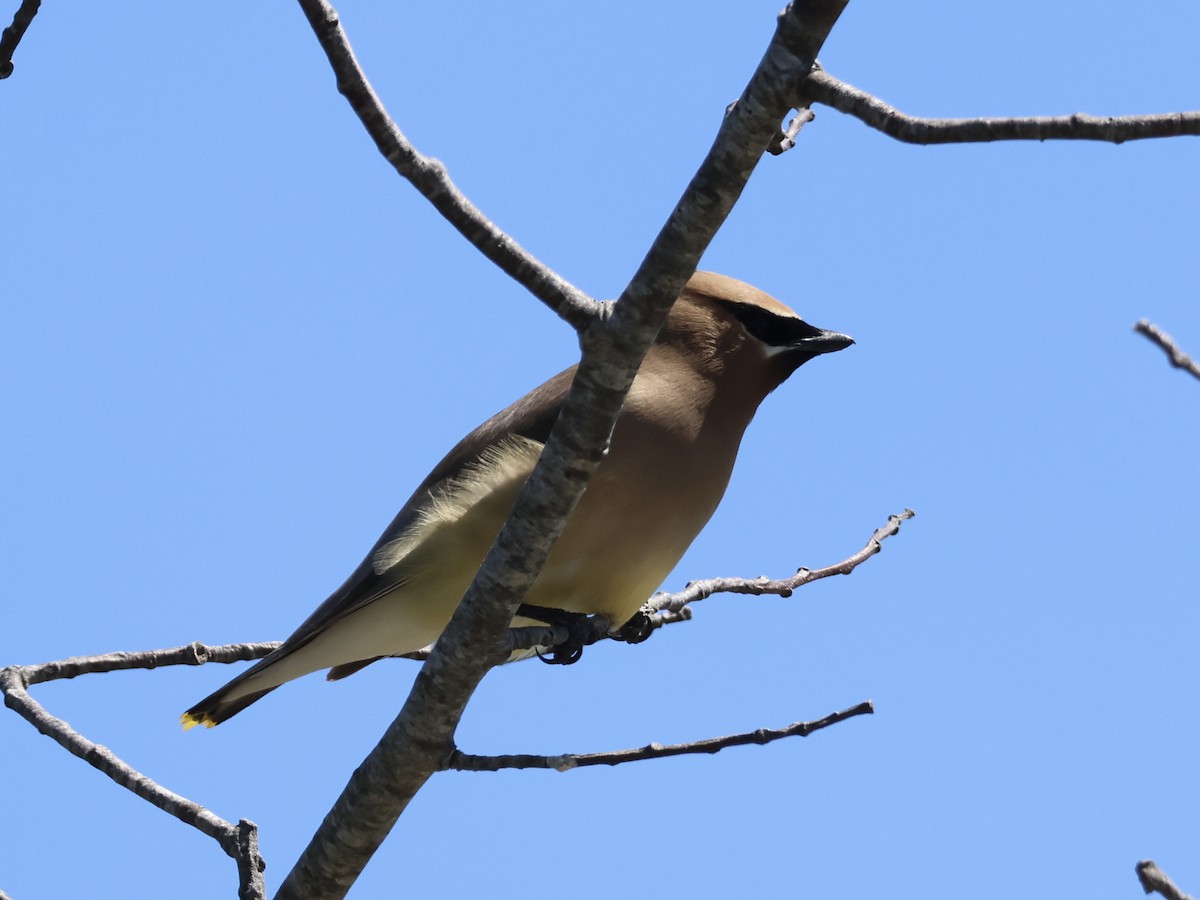 Cedar Waxwing - ML620514905