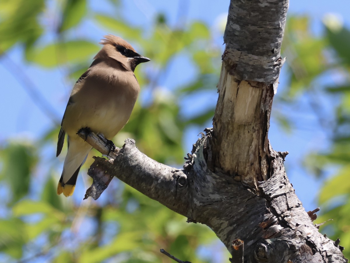 Cedar Waxwing - ML620514907