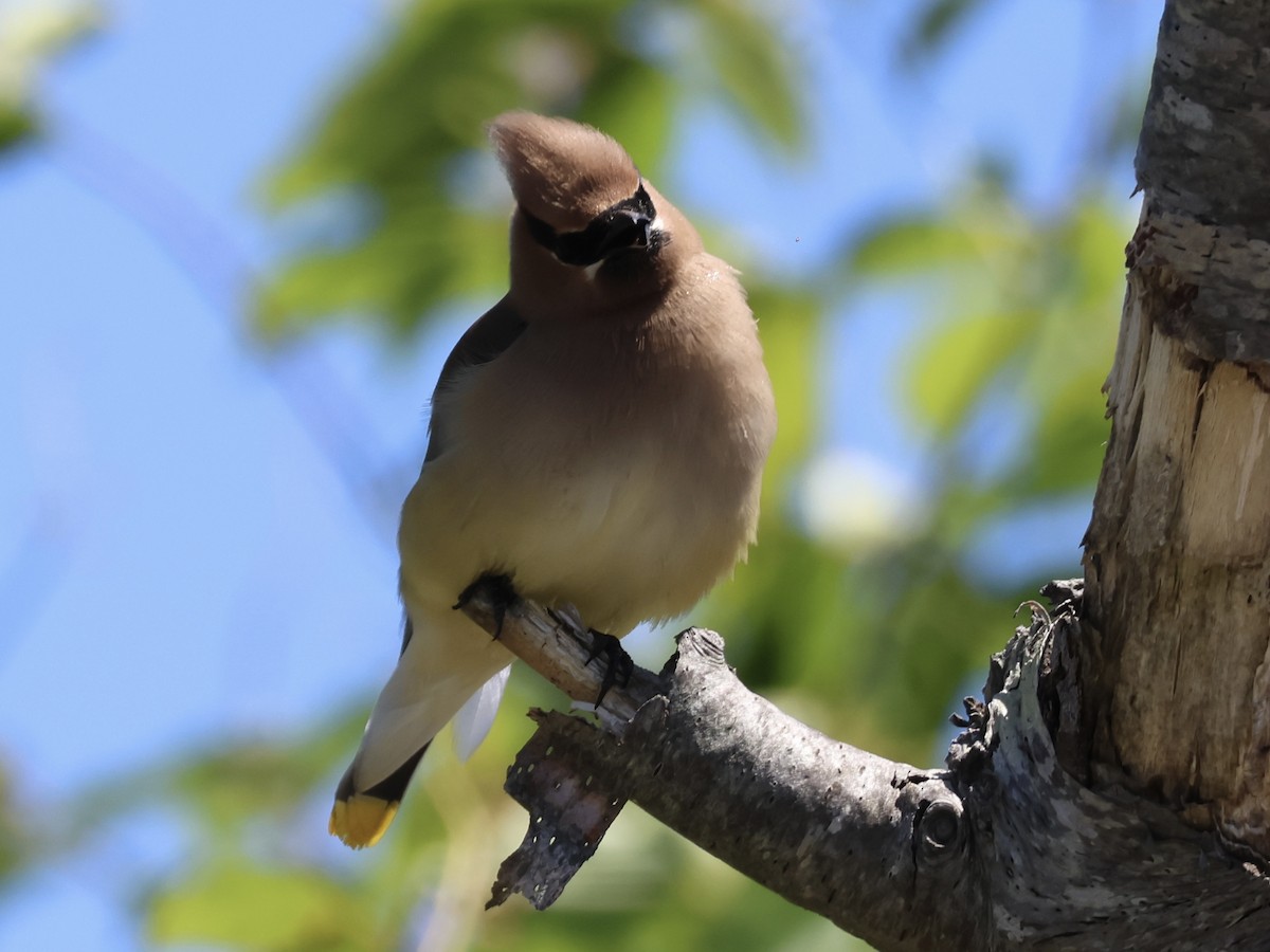 Cedar Waxwing - ML620514908