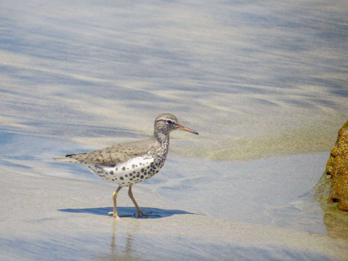 Spotted Sandpiper - ML620514917