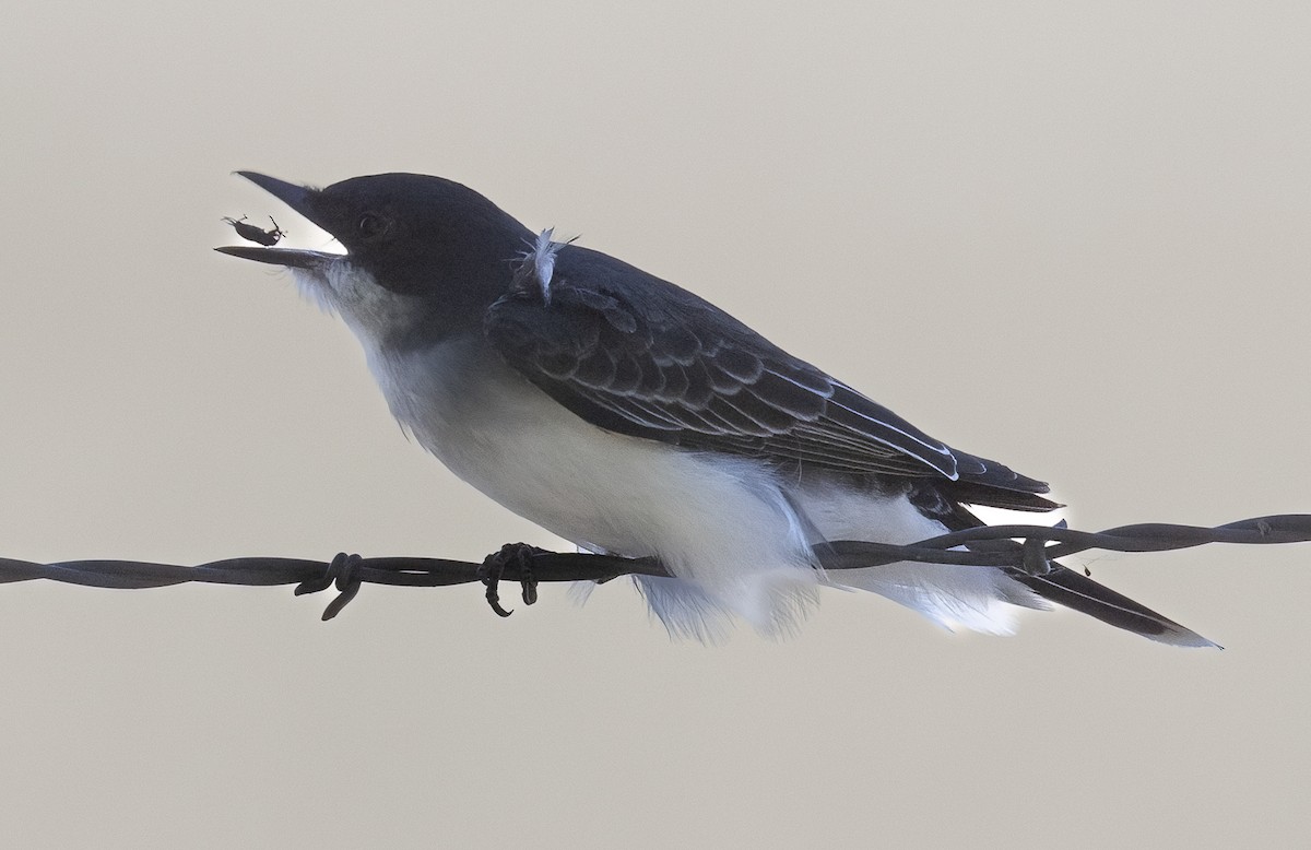 Eastern Kingbird - ML620514918