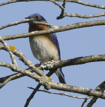 Eastern Bluebird - ML620514919