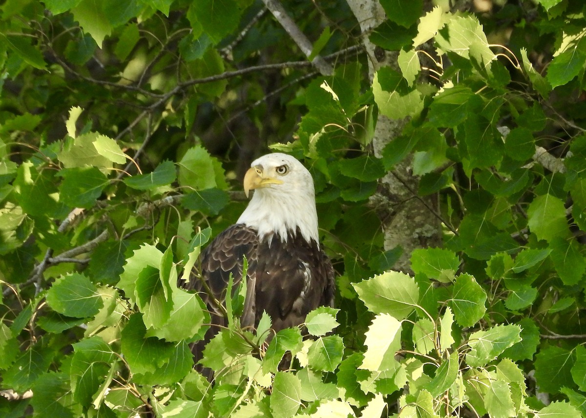 Weißkopf-Seeadler - ML620514920