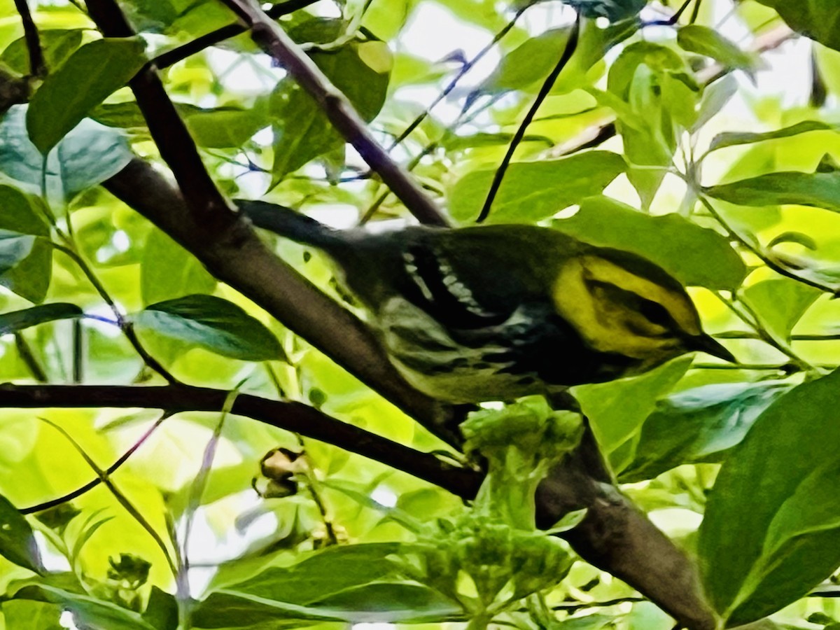 Black-throated Green Warbler - ML620514921