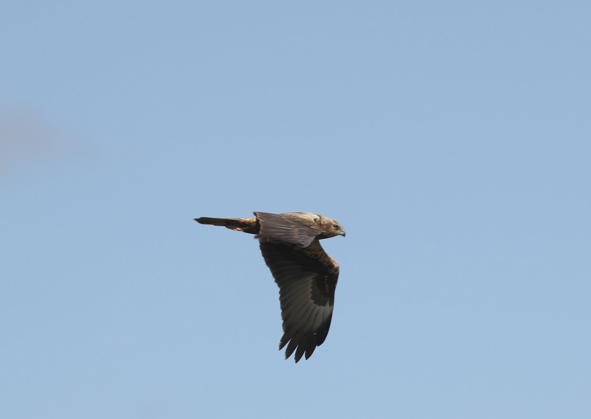 Eastern Marsh Harrier - ML620514922