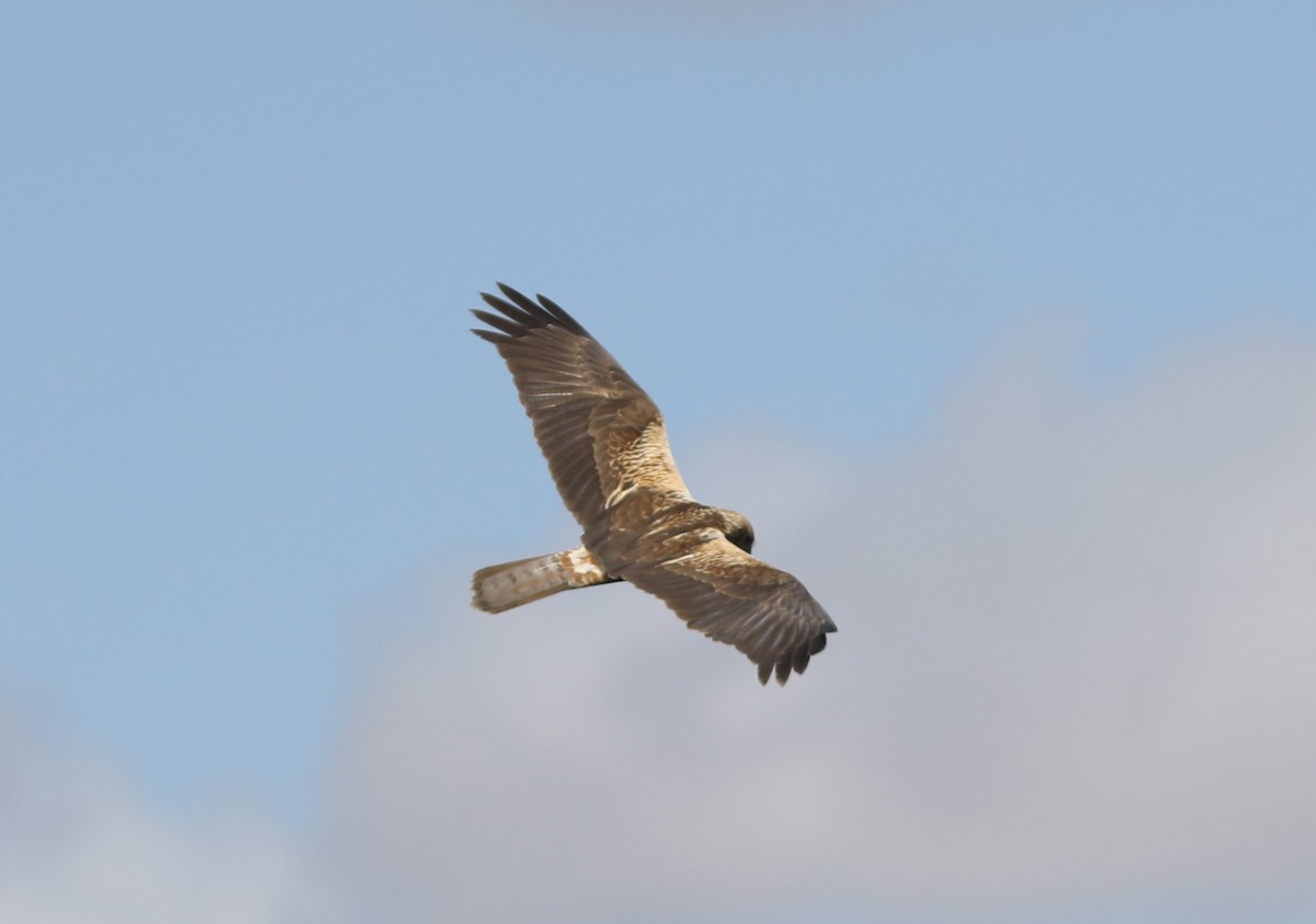 Eastern Marsh Harrier - ML620514924