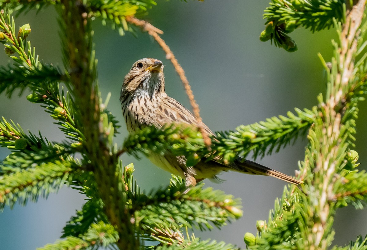 Lincoln's Sparrow - ML620514926