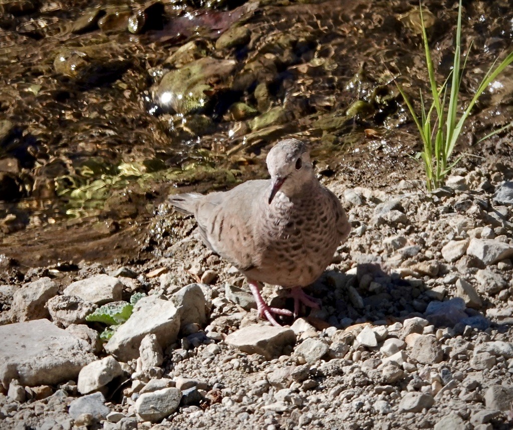 Common Ground Dove - ML620514928