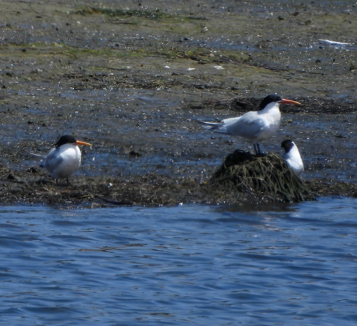 Elegant Tern - ML620514931