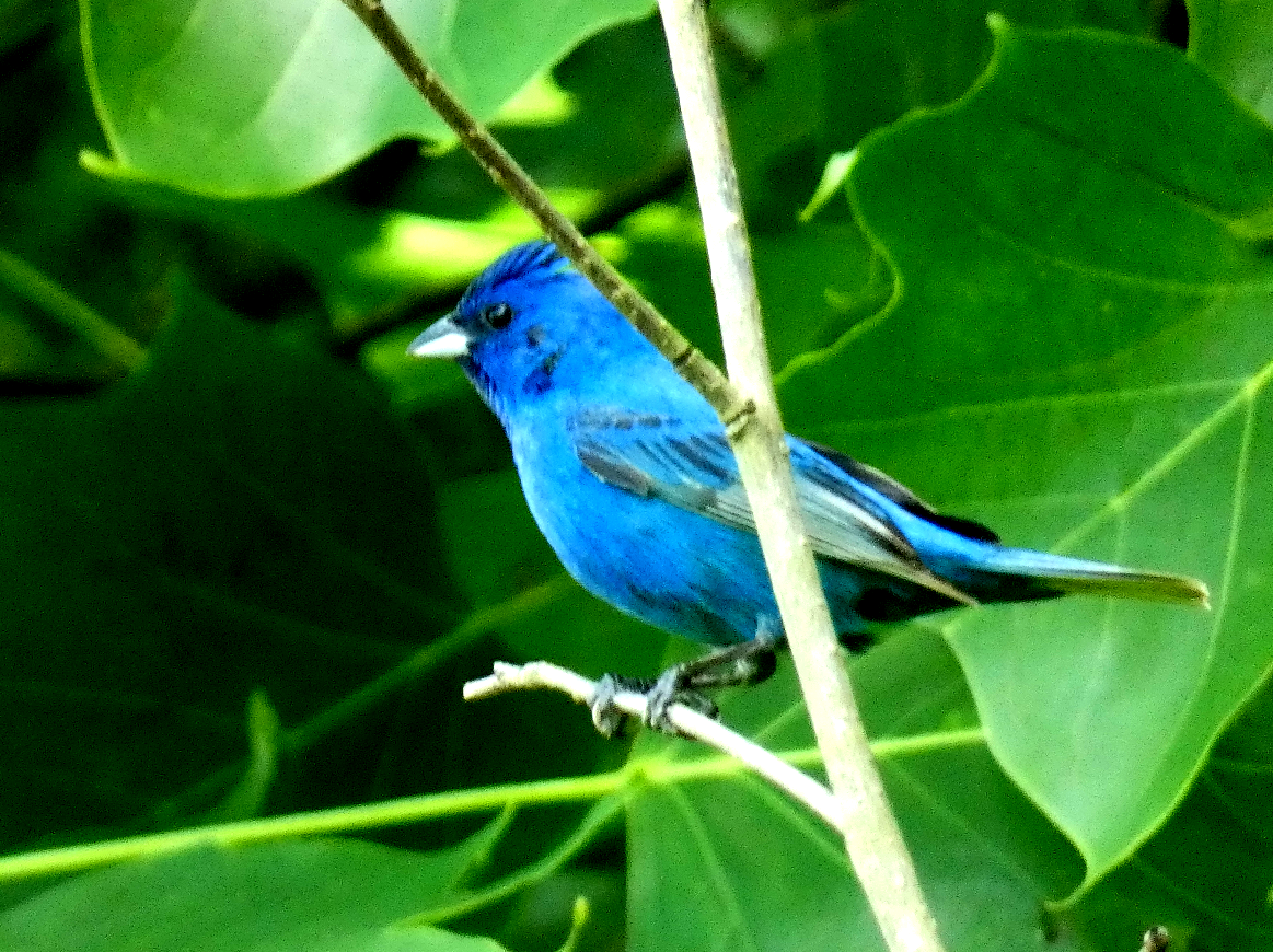 Indigo Bunting - ML620514932