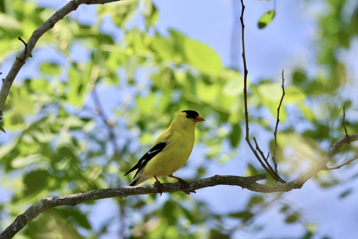 American Goldfinch - ML620514935