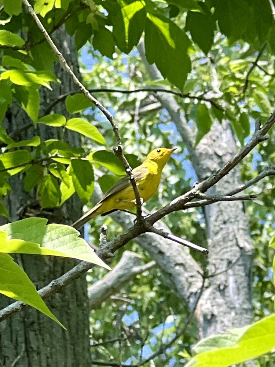 Wilson's Warbler - ML620514940