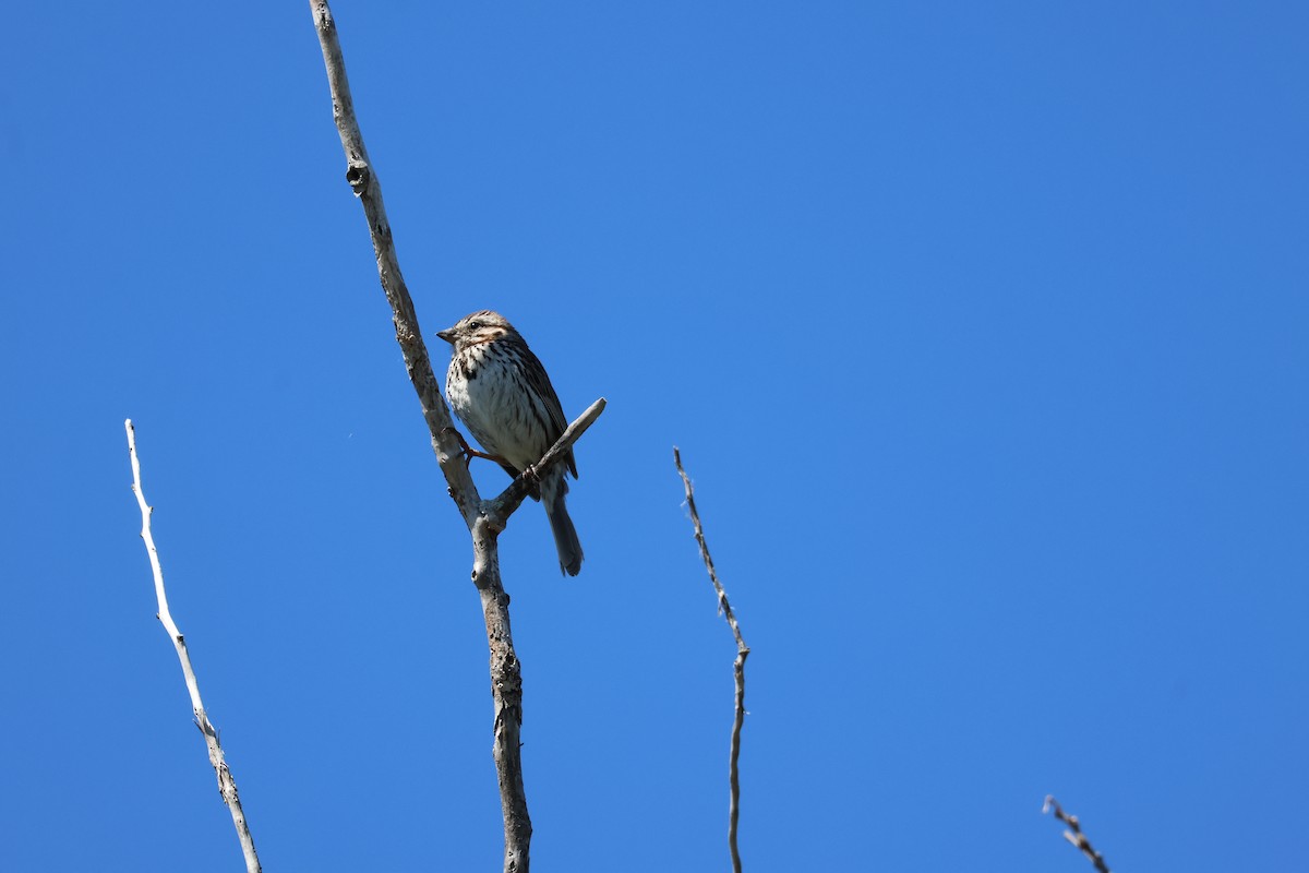 Song Sparrow - ML620514943