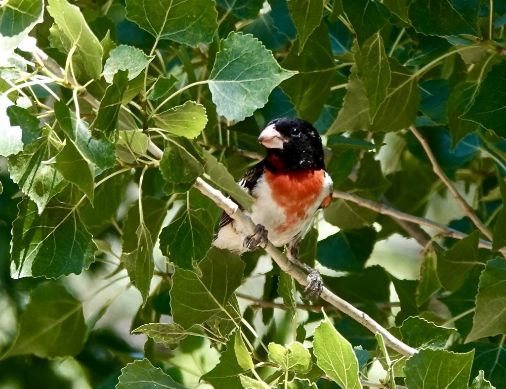 Rose-breasted Grosbeak - ML620514950